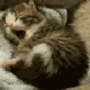 A_CatSleepy