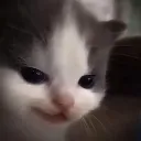 cat_hehe