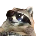 raccooncool Discord emoji