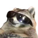 raccooncool