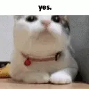 yesyescat