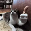 cat_approval