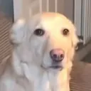 confuseddog