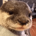 otter Discord emoji