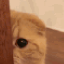 136245sneakycat