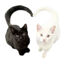 802462catheart