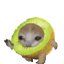 kiwicat