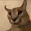 tigercat2