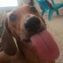 blehhh blehhh