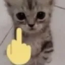 cat_fyou