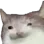 whatcat