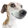 adobedog