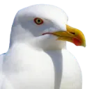 Larus