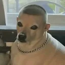 doge2 doge2