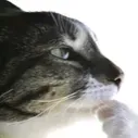 catthink