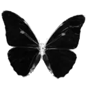dark_butterfly