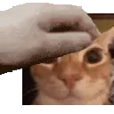 petglungus