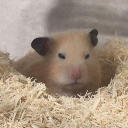 Sleepyhamster custom emote | Absolute Glitcher (AG) [🇺🇸🇬🇧/🇹🇭]