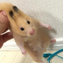 pullhanster Discord Emoji - Absolute Glitcher (AG) [🇺🇸🇬🇧/🇹🇭]