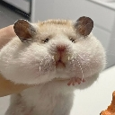 fathamster custom emote | Absolute Glitcher (AG) [🇺🇸🇬🇧/🇹🇭]