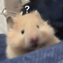 confusedhamster Discord sticker from Absolute Glitcher (AG) [🇺🇸🇬🇧/🇹🇭]