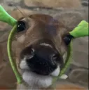 stare