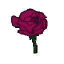 :44752flowerdarkpink: