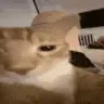 ruh