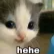 hehe_cat