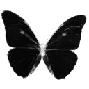 bblackbutterfly