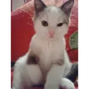 jago_11