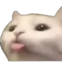 sf_cat_bleep