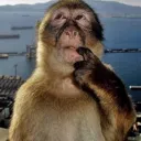 monkeythink monkeythink