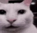 GatoConsciente