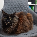 A fluffy dark-furred Maine Coon cat sitting in a loaf position on a gray quilted chair.