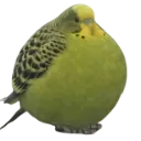 fat_bird