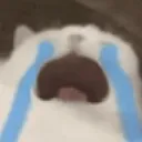 sadcat sadcat