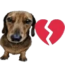 dogheartbroken