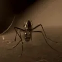 mosquit