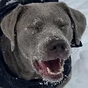 dogHappy