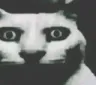 catscary