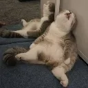 catsleep
