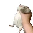 lethenRAT