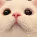 C_catstare