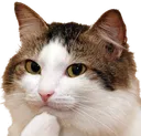 catThinkS