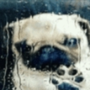 SadDog Discord emoji