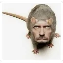 house_rat