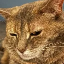 Jacks_cat