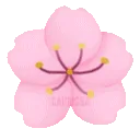 lxy_pink_flower