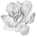 White_rose